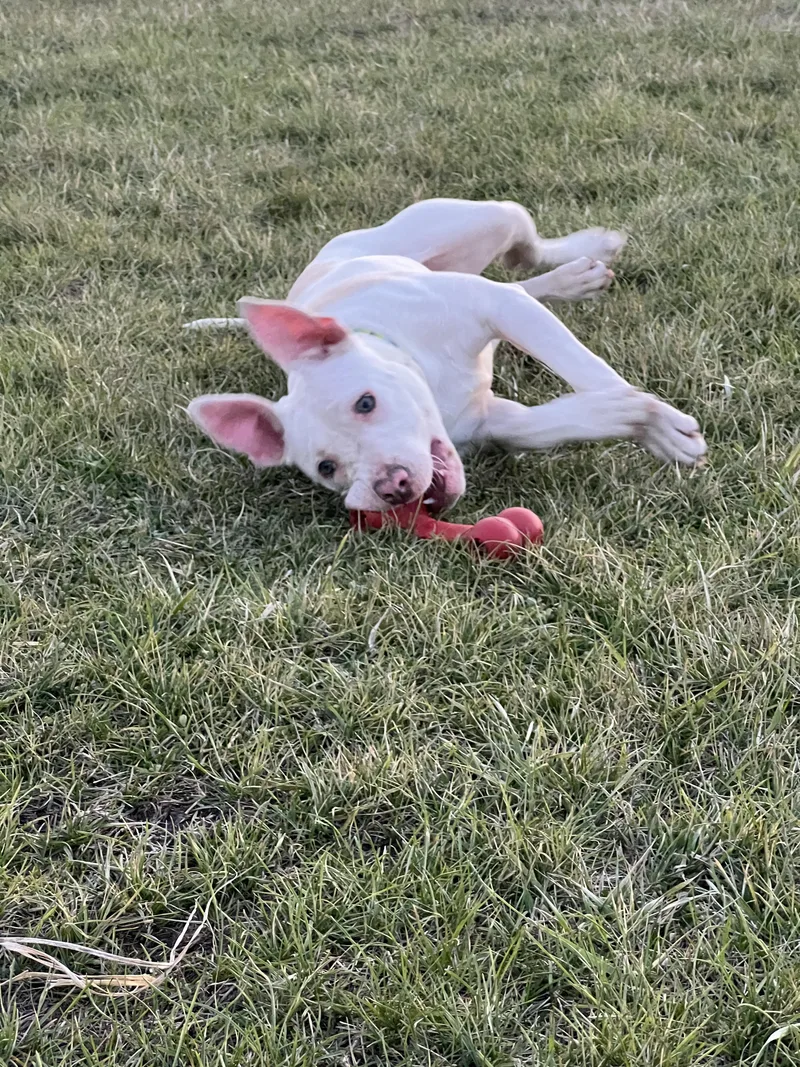 Pinky