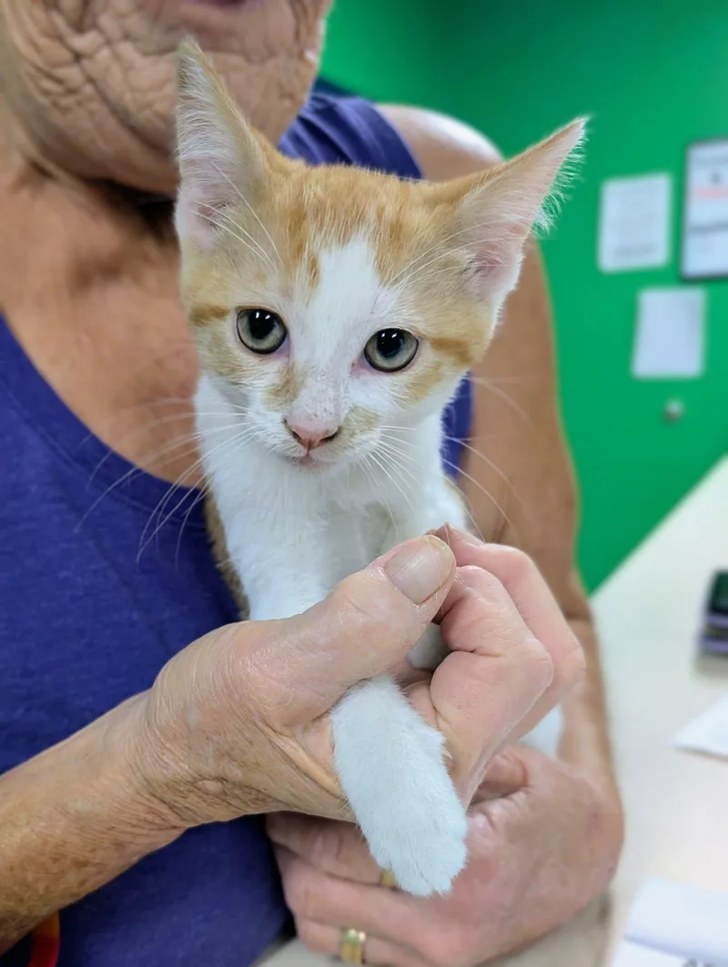 A baby medium-sized female Domestic Short Hair cat named SkipIt for adoption in Newburgh, IN