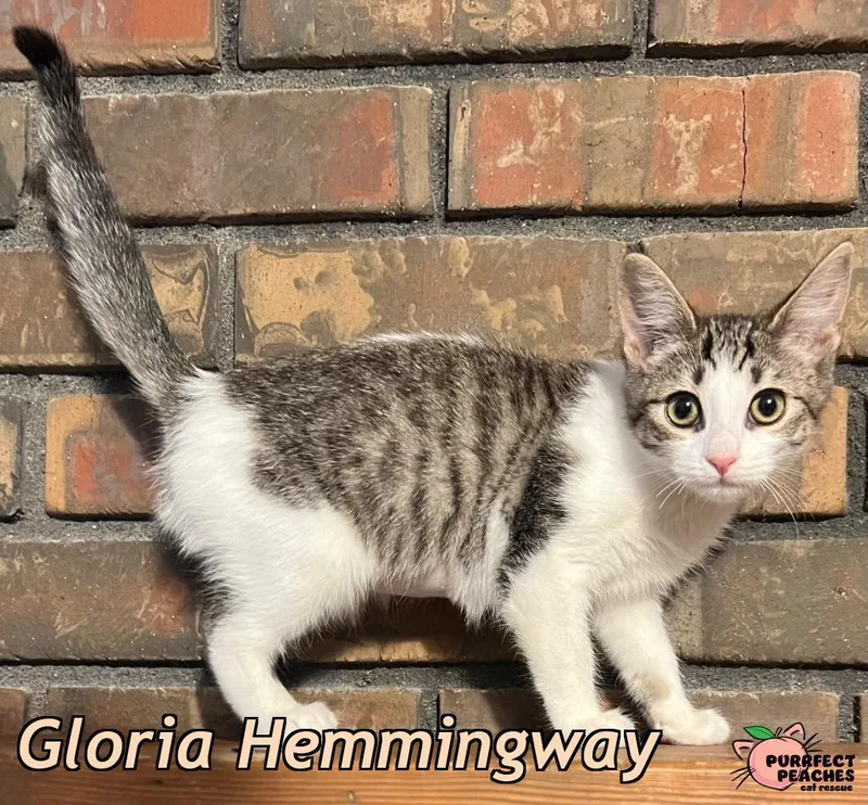 A baby medium-sized female Domestic Short Hair cat named Gloria Hemmingway for adoption in Douglasville, GA