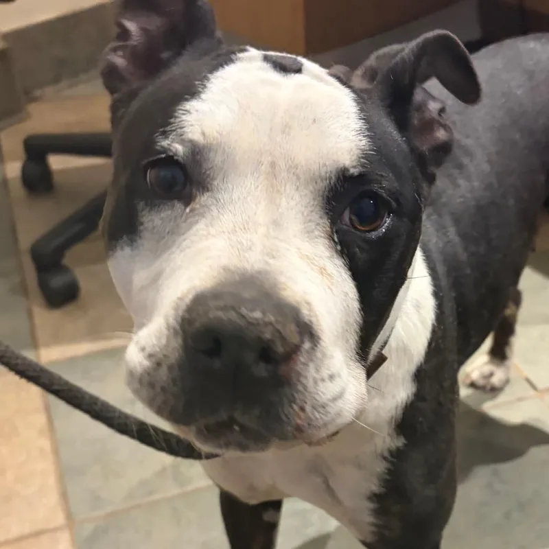 An adult medium-sized female White / Cream Mixed Breed dog named Mermaid for adoption in Chattanooga, TN