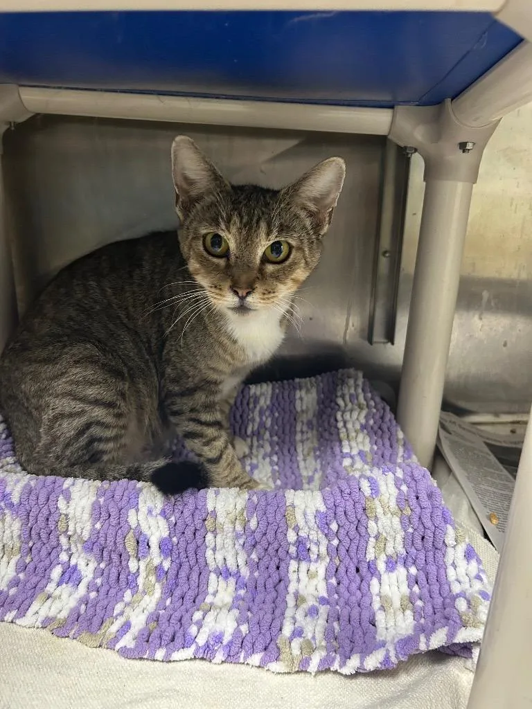 A young medium-sized female Domestic Short Hair cat named Hippopotamus  EOD for adoption in Chickamauga , GA