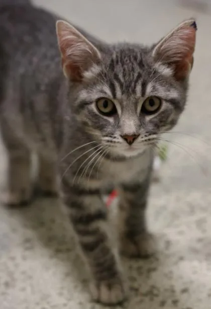A baby small-sized male Domestic Short Hair cat named Jelly for adoption in Baraboo, WI