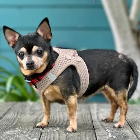 A senior small-sized female Brown / Chocolate Chihuahua dog named Potion for adoption in Pacific Grove, CA