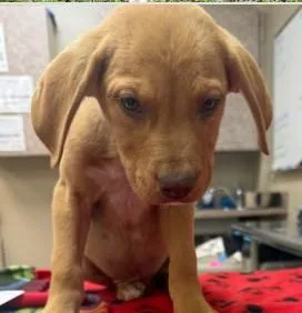 A baby medium-sized male Mixed Breed dog named Cletus Gbhs for adoption in West Chester, PA