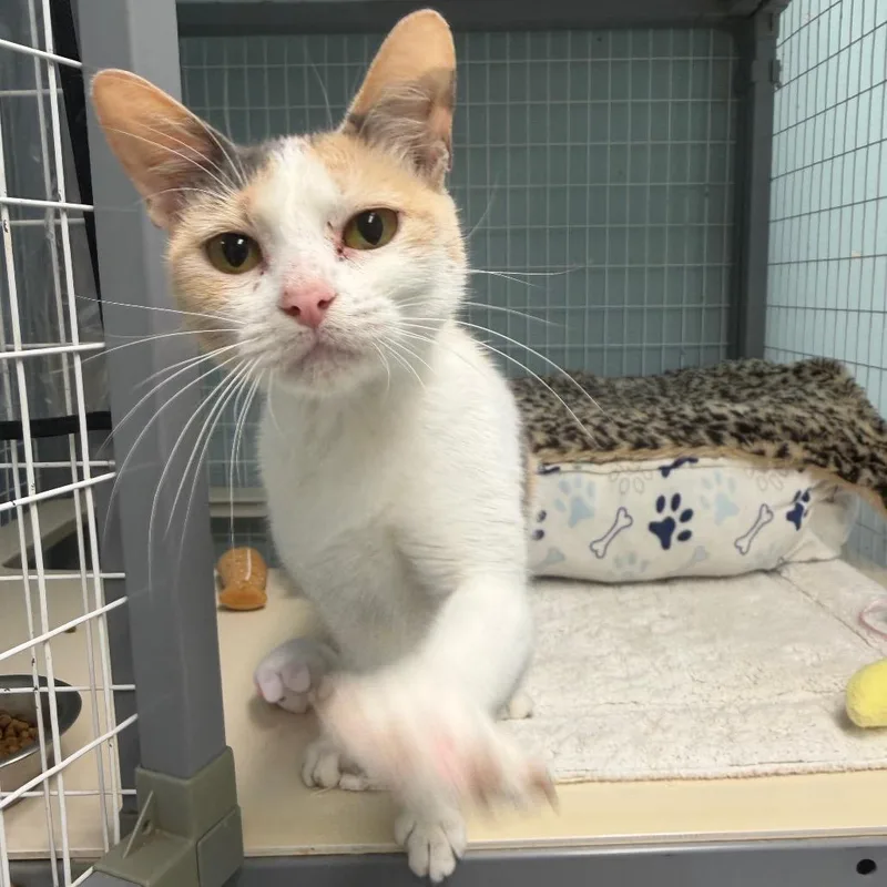 A young small-sized female Calico Domestic Short Hair cat named Quinn for adoption in Edwardsville, IL