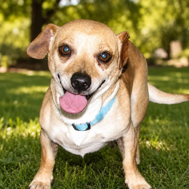 An adult small-sized male Yellow / Tan / Blond / Fawn Chihuahua dog named Tank for adoption in Erie, PA