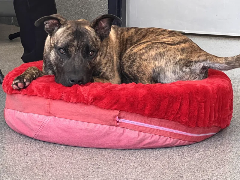 A young medium-sized male Brindle Pit Bull Terrier dog named Rex for adoption in Yonkers, NY