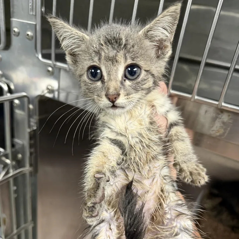 A baby small-sized female Brown / Chocolate Domestic Short Hair cat named Nora for adoption in Marion, VA