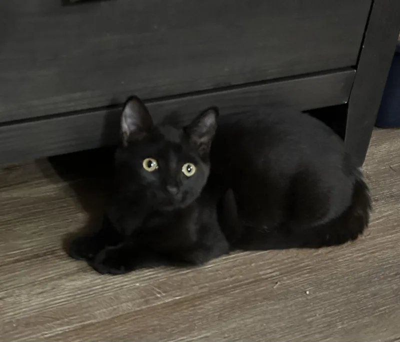 A baby medium-sized female Domestic Short Hair cat named Reba for adoption in Ponchatoula, LA