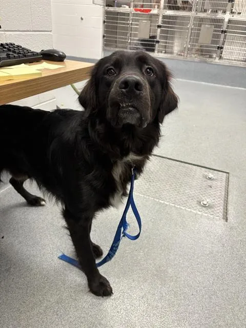 A young large-sized male Golden Retriever dog named Jackson for adoption in Indianapolis, IN