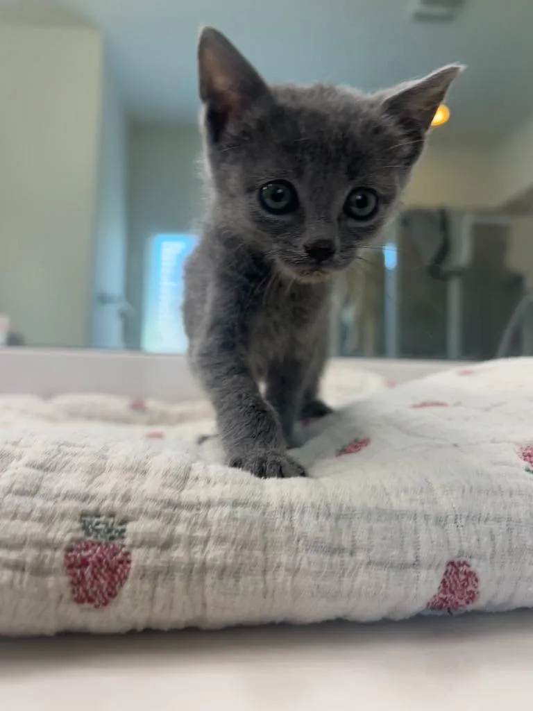 A baby medium-sized female Russian Blue cat named Sandra for adoption in Lewisville, TX