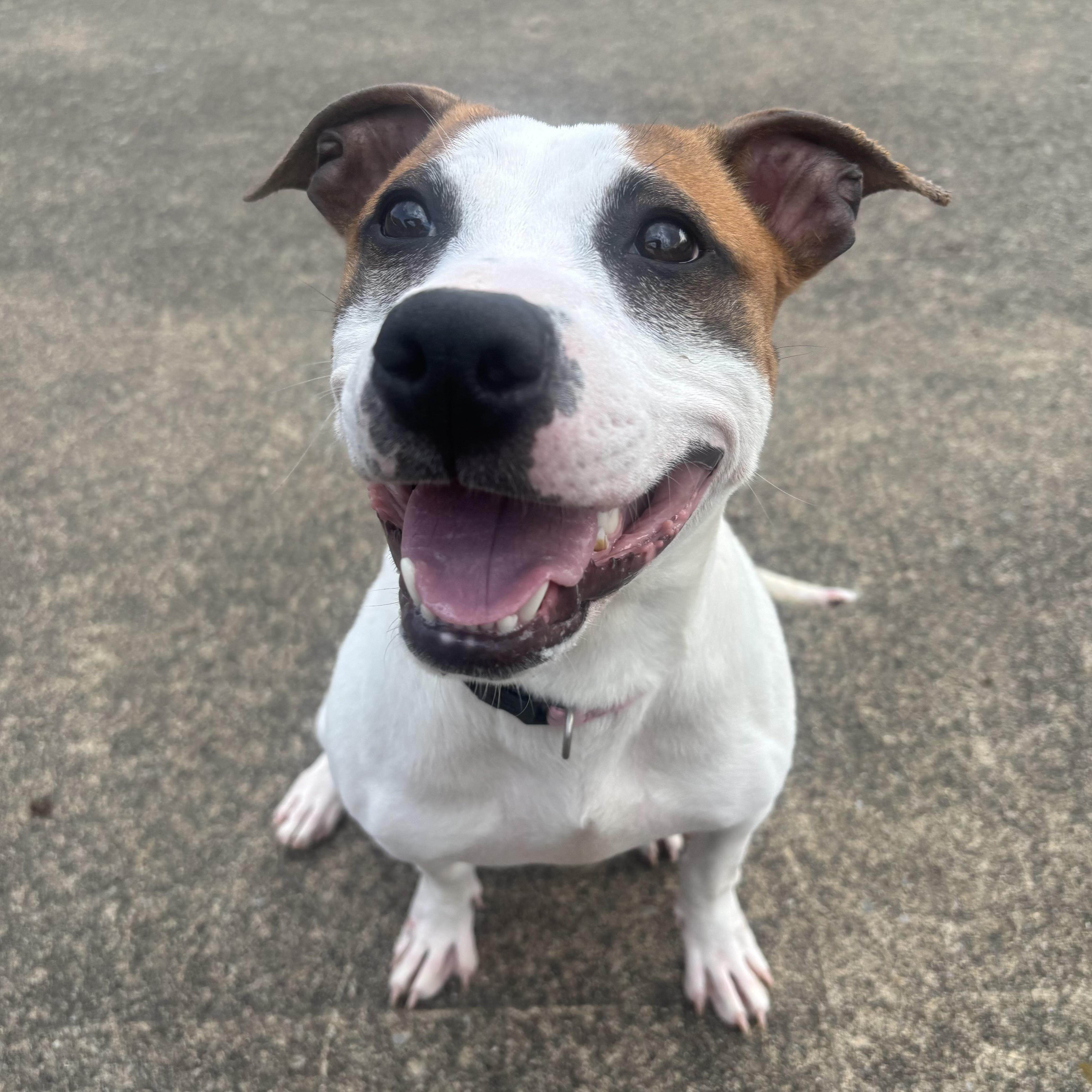A young medium-sized female White / Cream Mixed Breed dog named Louise for adoption in Waynesburg, PA