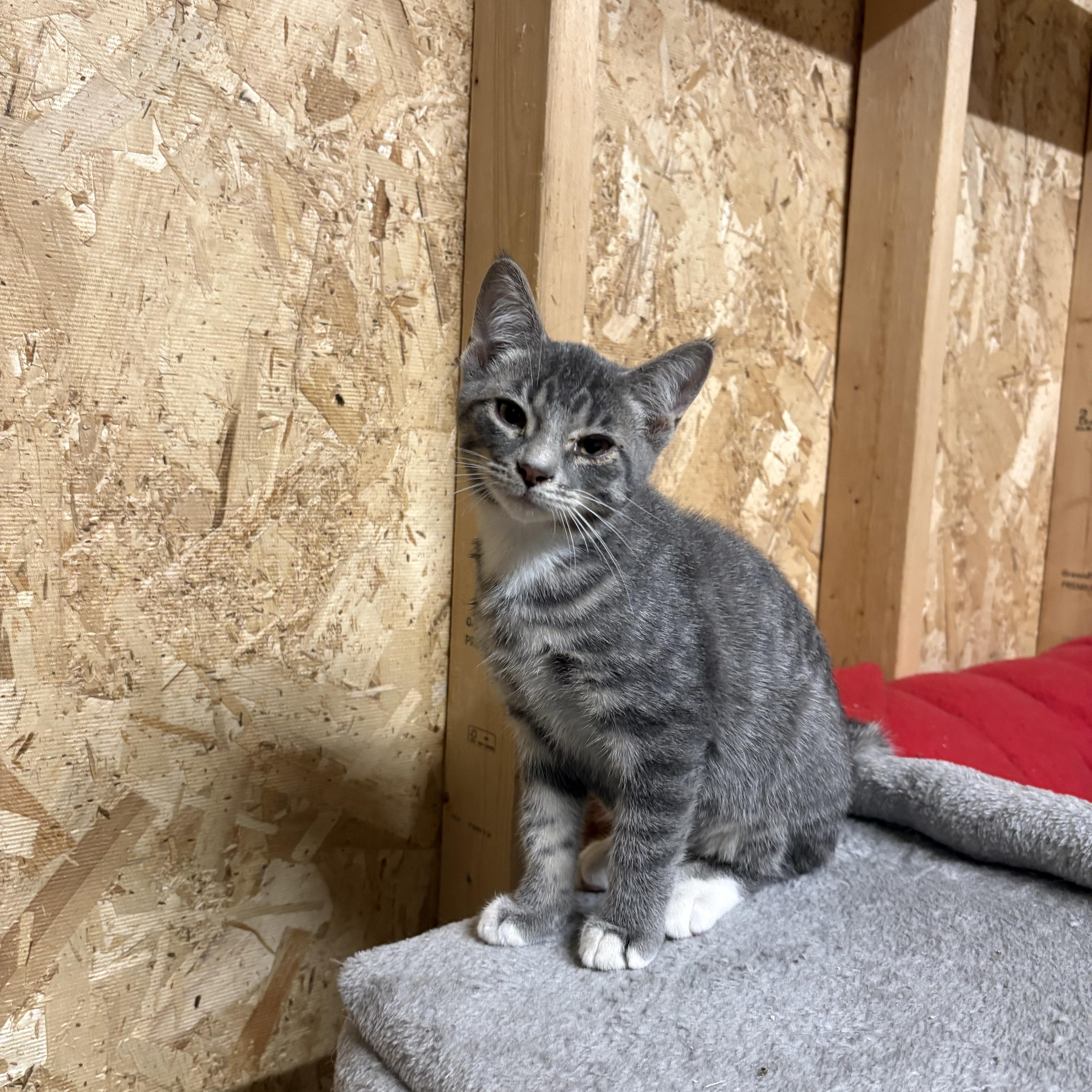 A baby medium-sized male Tabby (Gray / Blue / Silver) Domestic Short Hair cat named Tobin for adoption in Ludington, MI