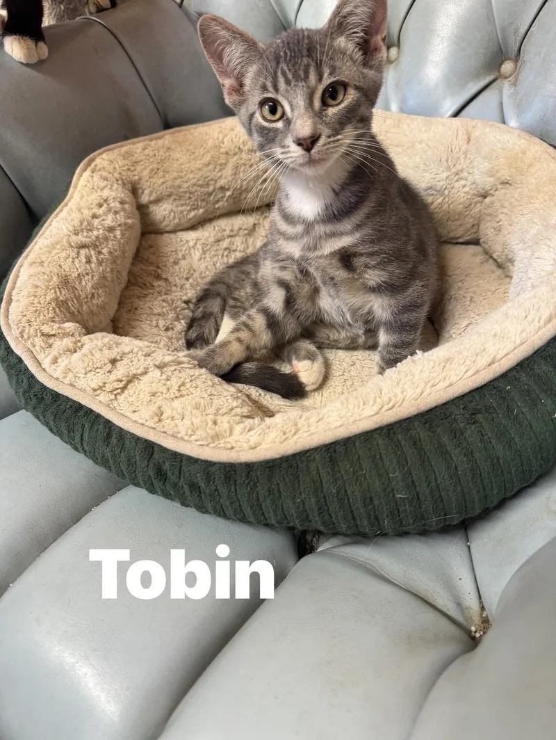Tobin thumbnail 2