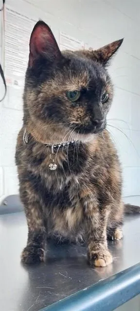 An adult small-sized female Domestic Medium Hair cat named Mitsy for adoption in Corpus Christi, TX