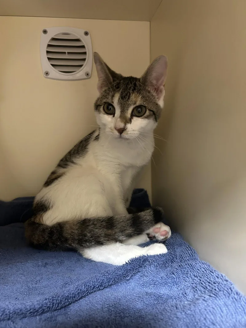 A baby medium-sized female Domestic Short Hair cat named Chestnut for adoption in Lancaster, PA