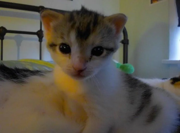 Chestnut thumbnail 2