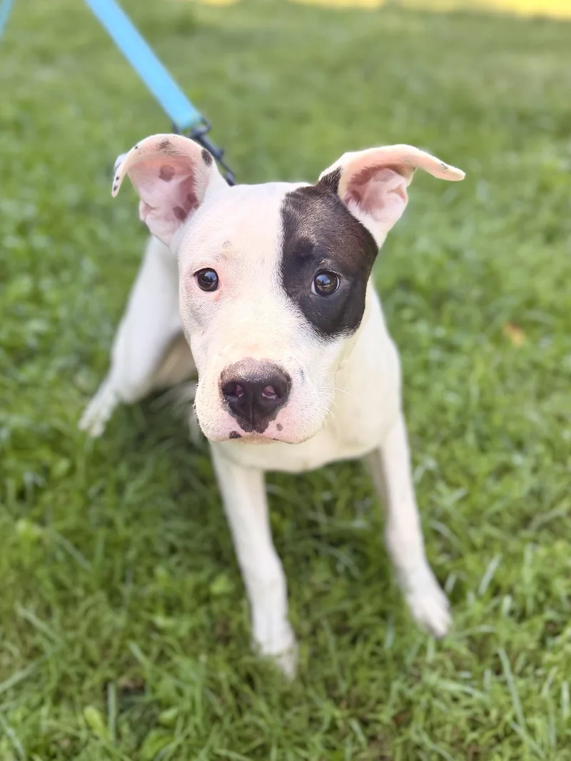 A baby small-sized male White / Cream Mixed Breed dog named Kona Transport for adoption in Gradyville, KY
