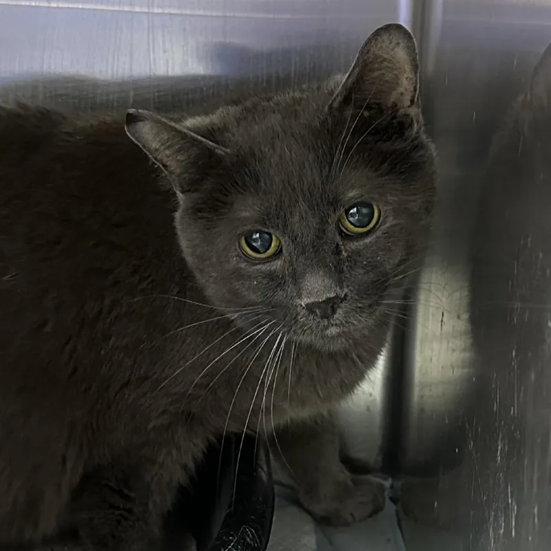 An adult small-sized male Domestic Short Hair cat named Paul for adoption in Corbin, KY