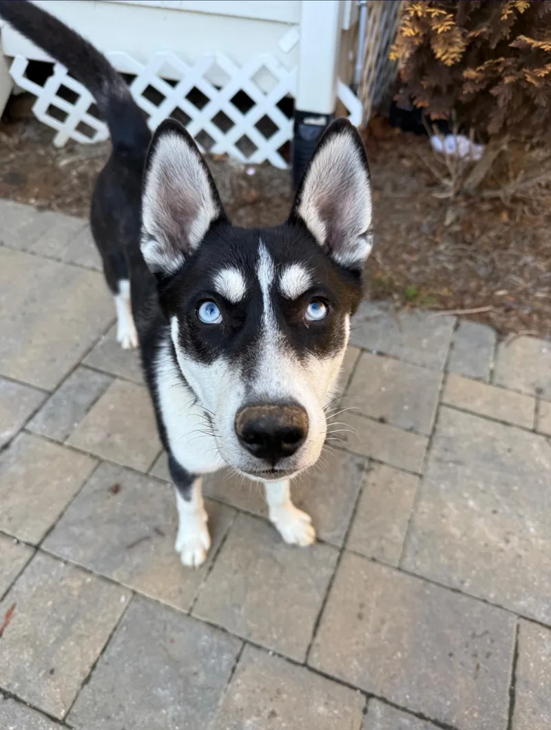 A young medium-sized male Husky dog named Jonsey for adoption in Holly Springs, NC