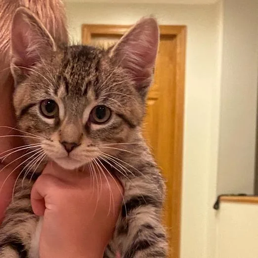 A baby small-sized male Brown / Chocolate Domestic Short Hair cat named Caleb for adoption in Hinsdale, IL