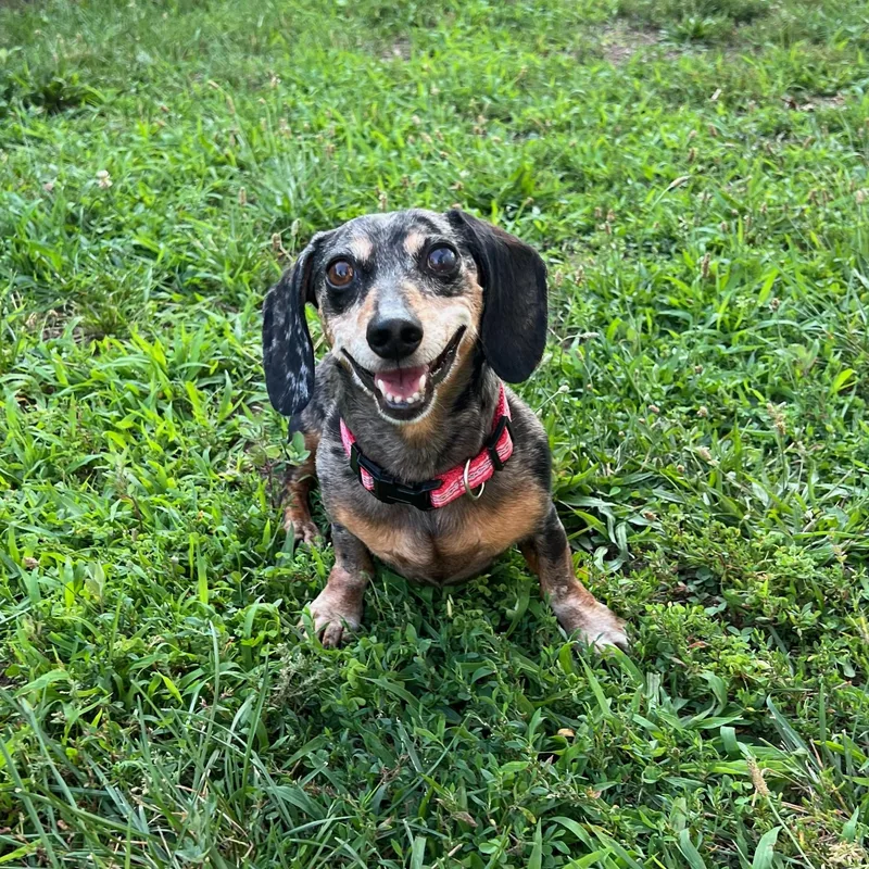A senior small-sized female Miniature Dachshund dog named Snookie for adoption in North Haven, CT