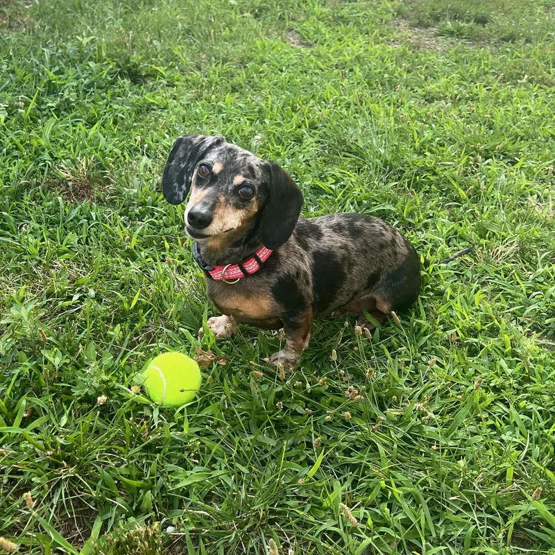 Snookie thumbnail 2