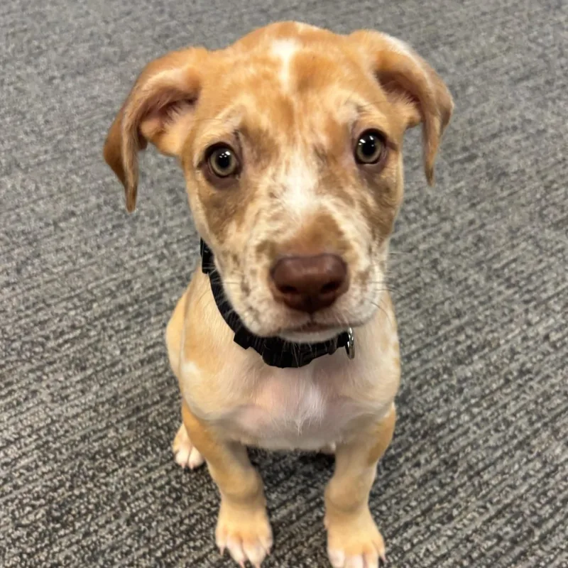 A baby medium-sized male Catahoula Leopard Dog dog named Ranger for adoption in Charlotte, NC