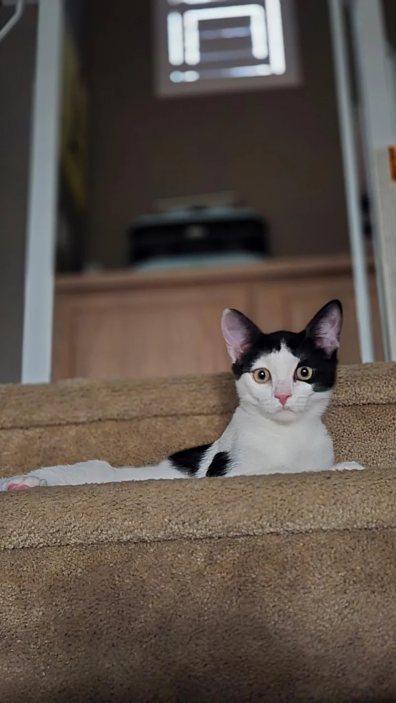 Dobby thumbnail 3