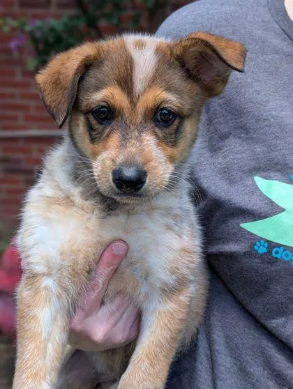 An adult large-sized female Australian Shepherd dog named Opal for adoption in Mansfield, TX