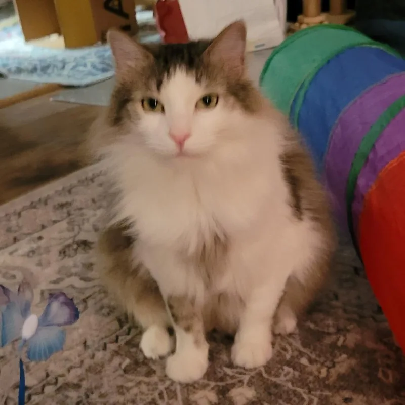 An adult large-sized male Gray / Blue / Silver Domestic Long Hair cat named Willard for adoption in Fairfax Station, VA