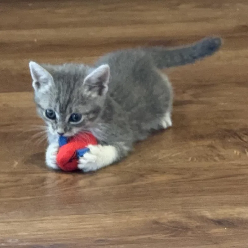 A baby small-sized female Gray / Blue / Silver Domestic Short Hair cat named Queen Frostine for adoption in Phoenix, AZ