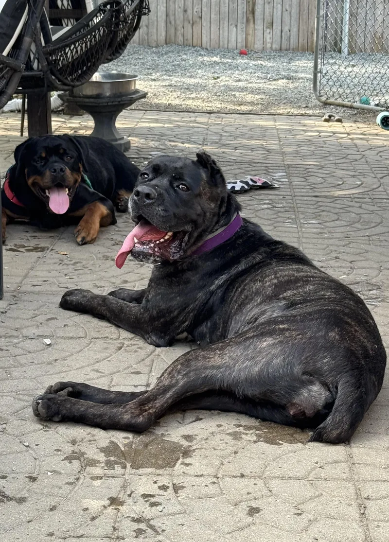 A young extra large-sized female Brindle Cane Corso dog named Aggie for adoption in Providence, RI
