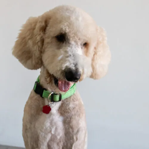 A young medium-sized male Goldendoodle dog named Vegas for adoption in Phoenix, AZ