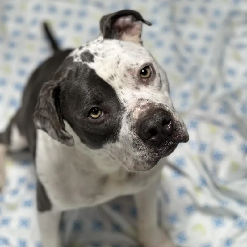 A young large-sized male Gray / Blue / Silver Mixed Breed dog named Chip for adoption in Newark, NJ