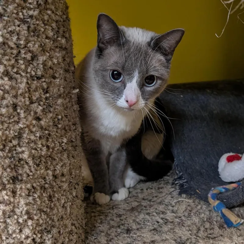A young small-sized female Siamese cat named Ghost for adoption in Thayne, WY