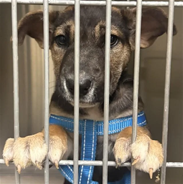 A baby small-sized female German Shepherd Dog dog named A for adoption in Sacramento, CA
