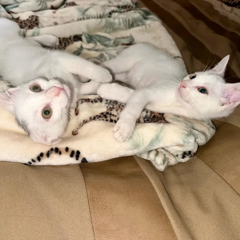 A baby small-sized male Domestic Short Hair cat named Marsh for adoption in Redmond, WA