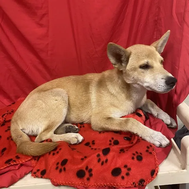 A baby small-sized male Shiba Inu dog named A for adoption in Modesto, CA