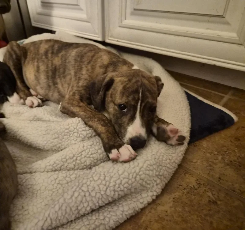 Pyro  Zoey's Litter