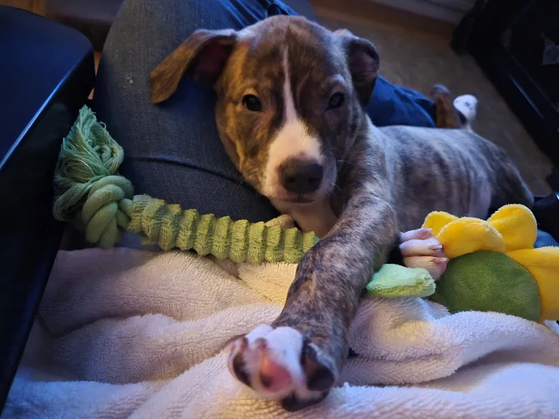 Pyro  Zoey's Litter thumbnail 3