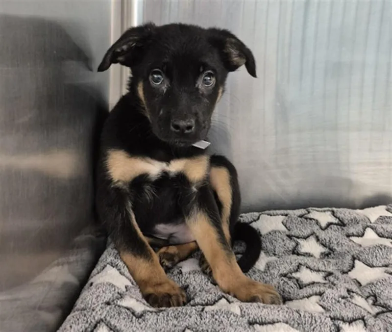 A baby small-sized male German Shepherd Dog dog named Kason for adoption in Houston, TX