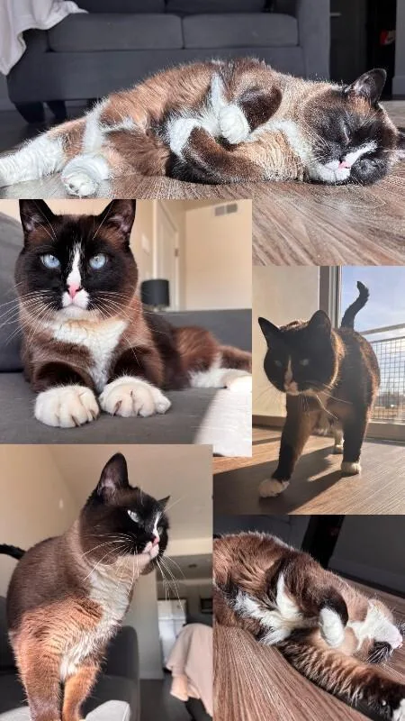 An adult medium-sized female Black Snowshoe cat named Beans for adoption in Fruit Heights, UT