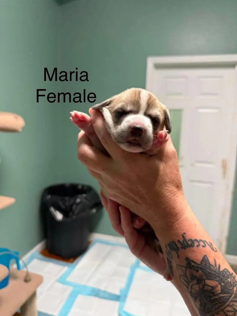 A baby small-sized female Corgi dog named Maria for adoption in Elkton, MD
