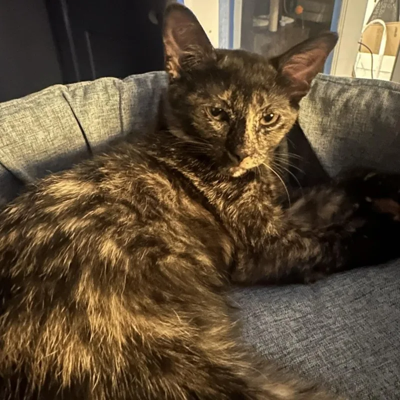 A baby medium-sized female Tortoiseshell Domestic Medium Hair cat named Coraline for adoption in Liverpool, TX
