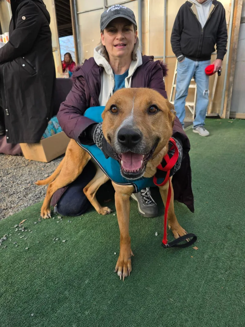 An adult medium-sized female Shepherd dog named Rory for adoption in Holbrook, NY