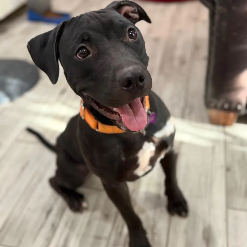 An adult medium-sized male Gray / Blue / Silver Pit Bull Terrier dog named Imposter for adoption in Phoenix, AZ