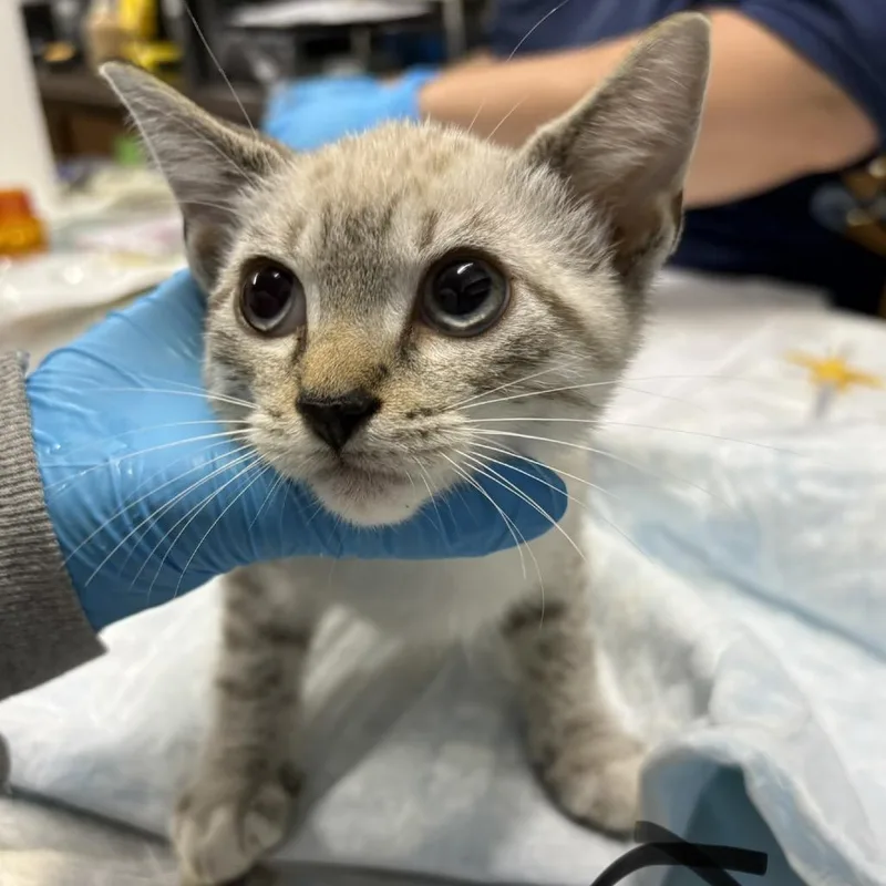 A baby small-sized male Cream / Ivory Domestic Short Hair cat named Circle for adoption in Summerville, SC