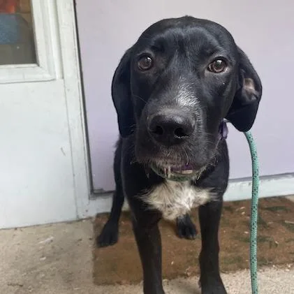 A young large-sized female Black German Wirehaired Pointer dog named Sadie for adoption in Madison, WI
