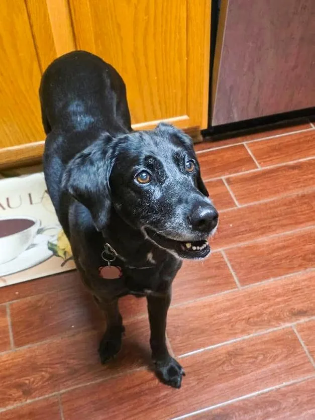 Harper Lee thumbnail 3